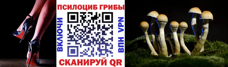 Псилоцибиновые грибы Psilocybine cubensis  Багратионовск 